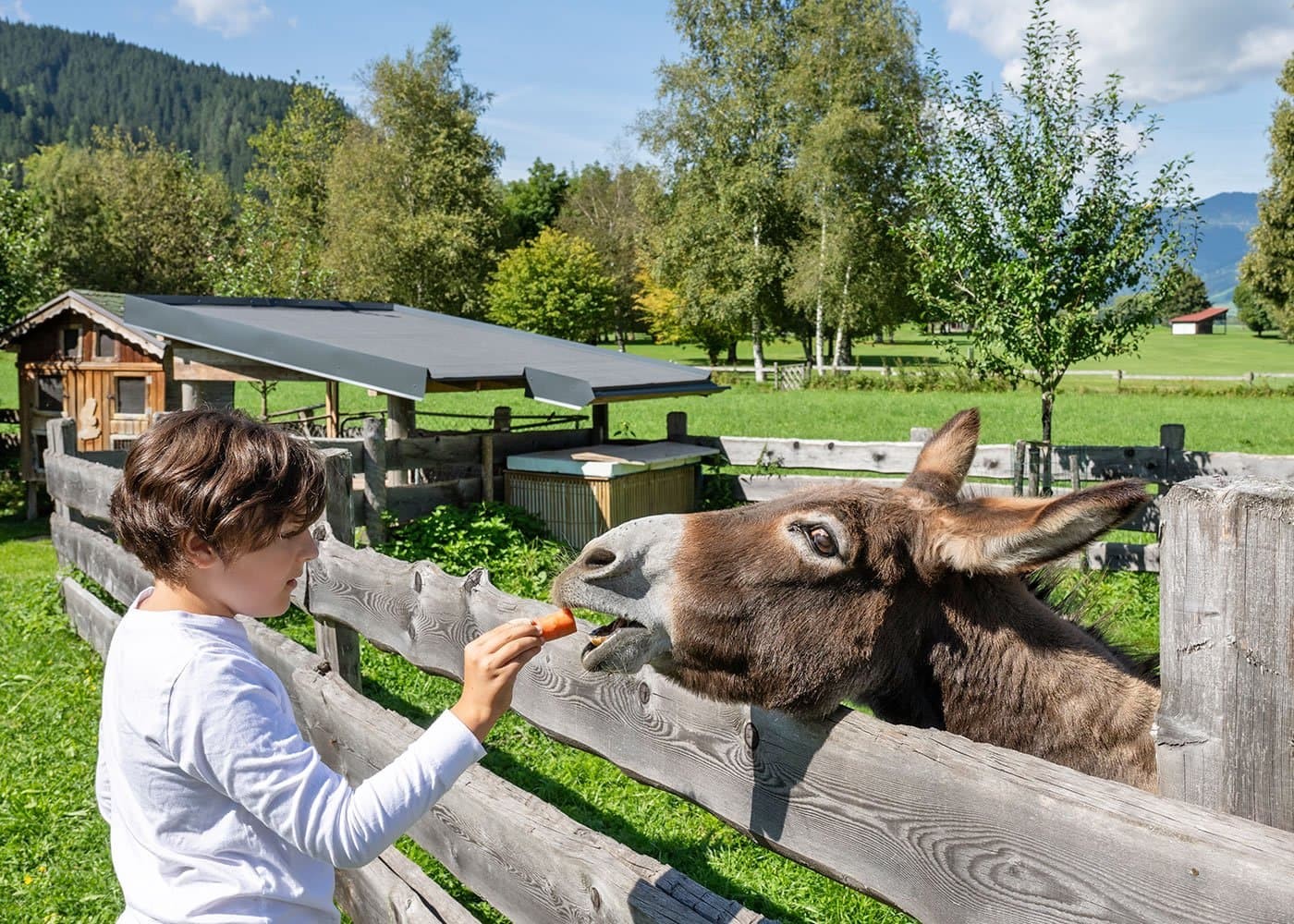 Esel füttern mit einer knackigen Karotte